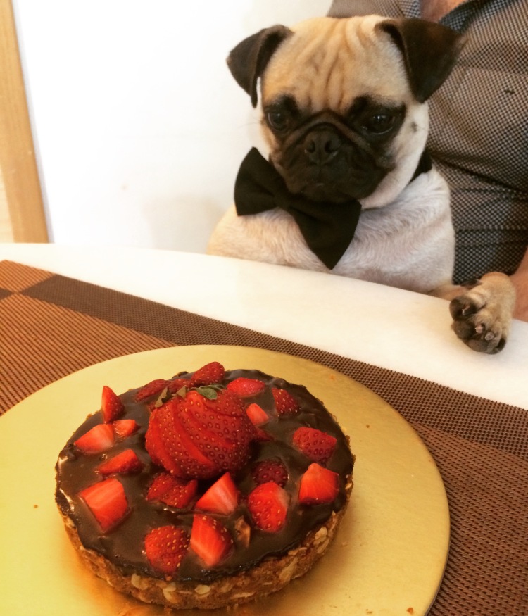 Mr. Pies and looking lovingly at the tart. Too bad he can't eat it. Follow him on Instagram: @iammrpies.